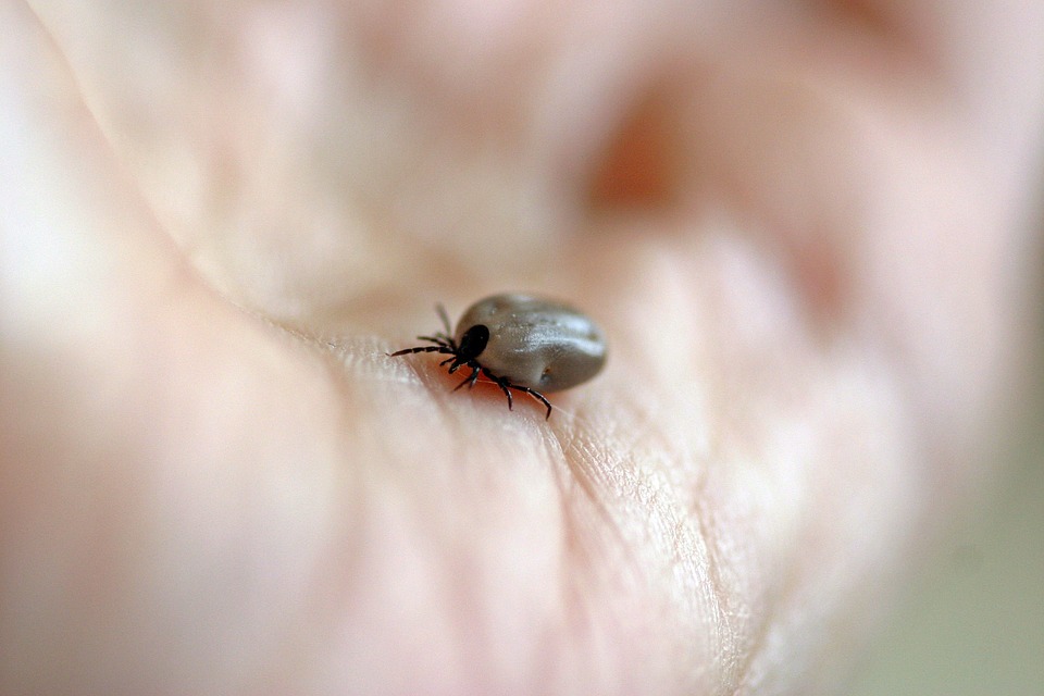 Infikovaný kliešť dokáže spôsobiť nepríjemné zdravotné problémy